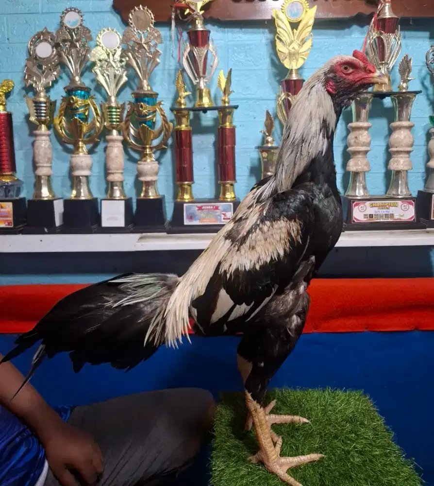 AYAM PAKHOY AYAM MANGON AYAM PAMA AYAM BANGKOK