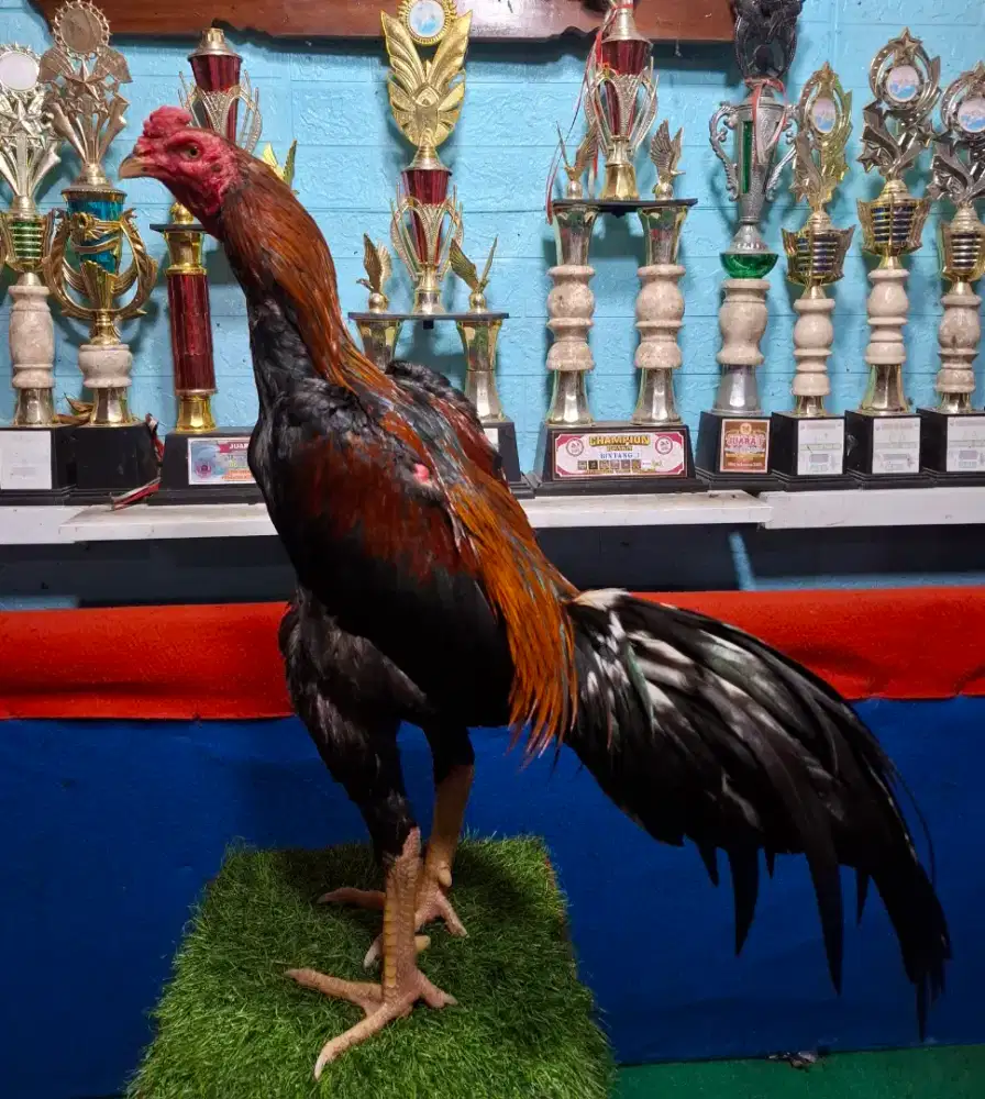 AYAM PAKHOY AYAM MANGON AYAM PAMA AYAM BANGKOK