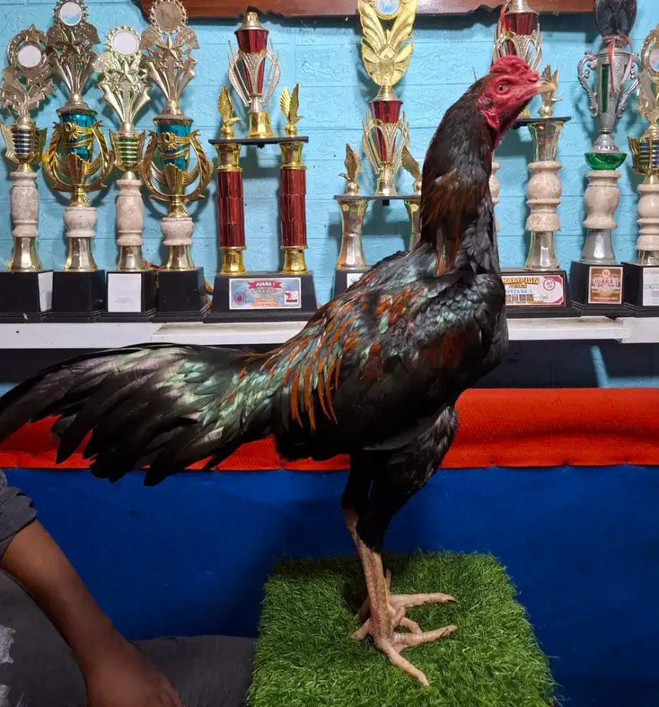 AYAM PAKHOY AYAM MANGON AYAM PAMA AYAM BANGKOK