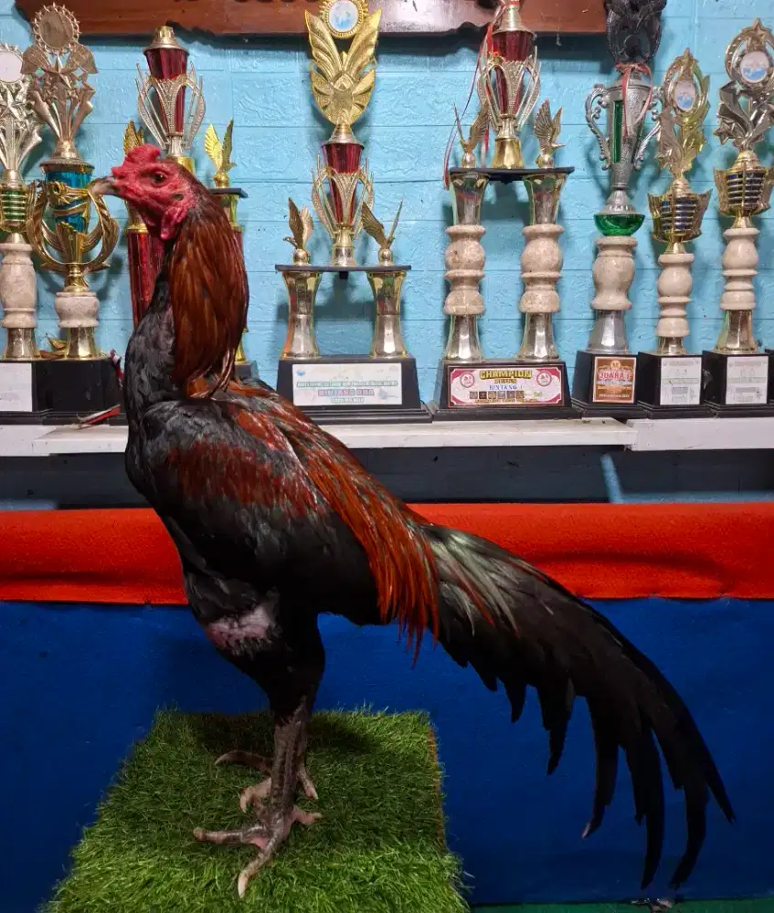 AYAM PAKHOY AYAM MANGON AYAM PAMA AYAM BANGKOK