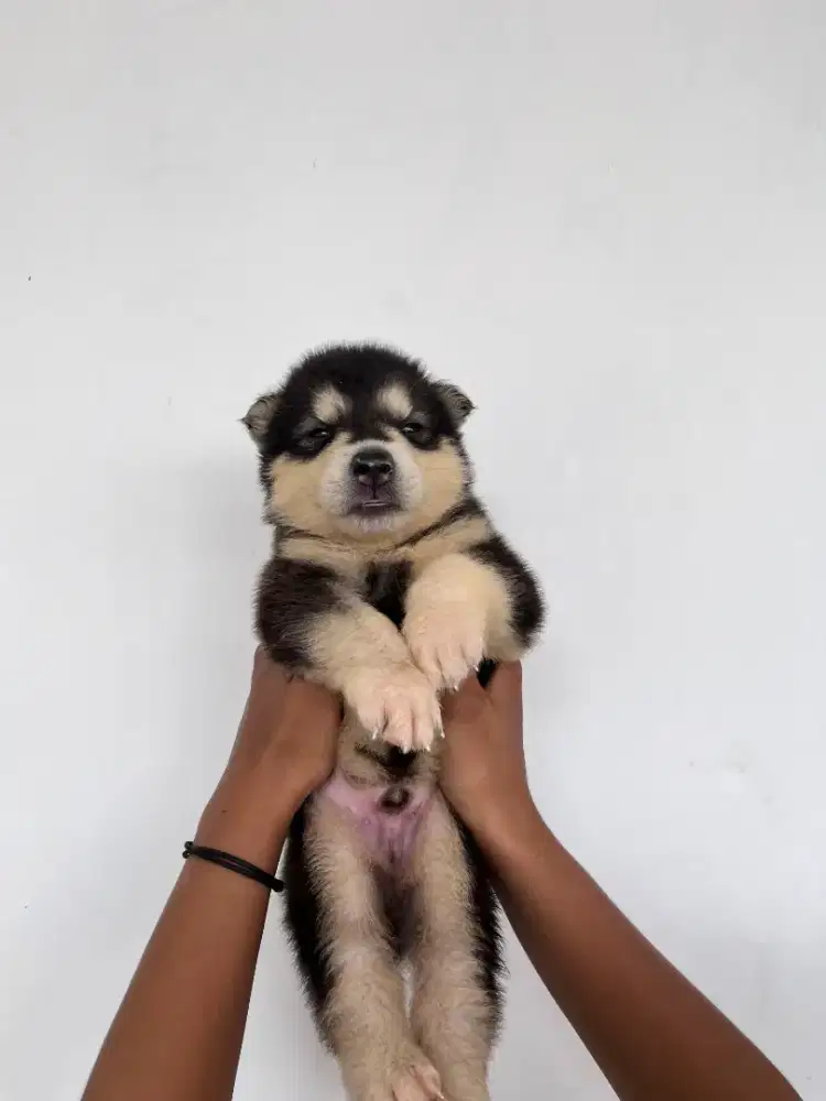 Husky jantan,Bigbone