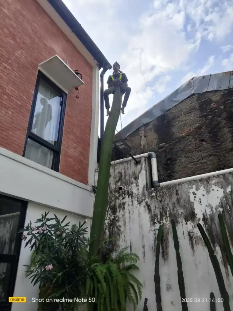 Jasa tebang pohon/pangkas pohon