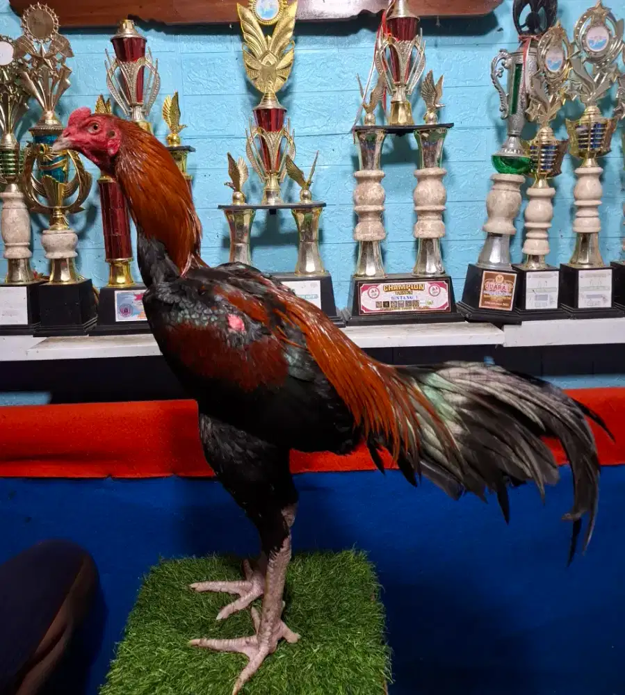 AYAM PAKHOY AYAM MANGON AYAM PAMA AYAM BANGKOK