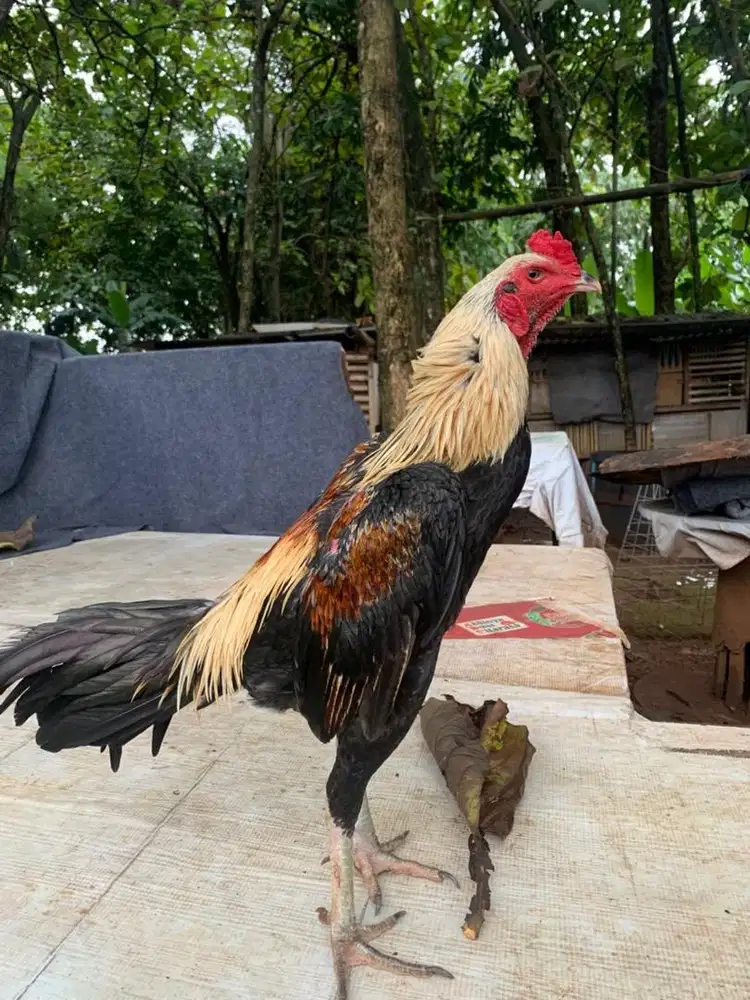 Ayam bangkok x mangon