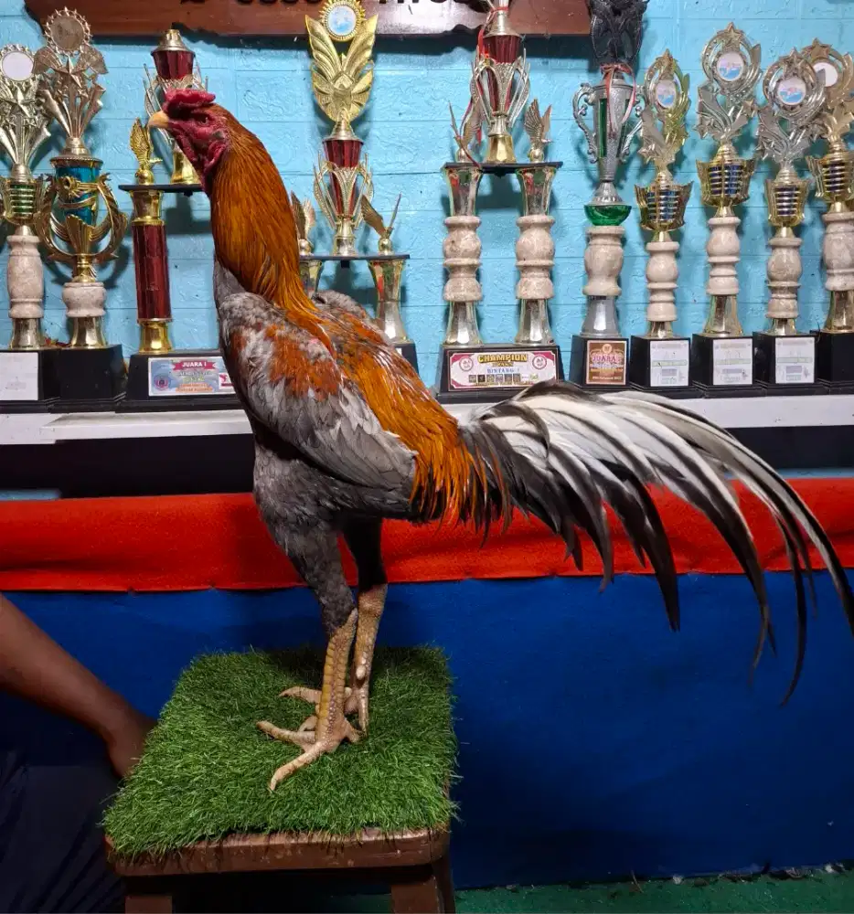 AYAM PAKHOY AYAM MANGON AYAM PAMA AYAM BANGKOK