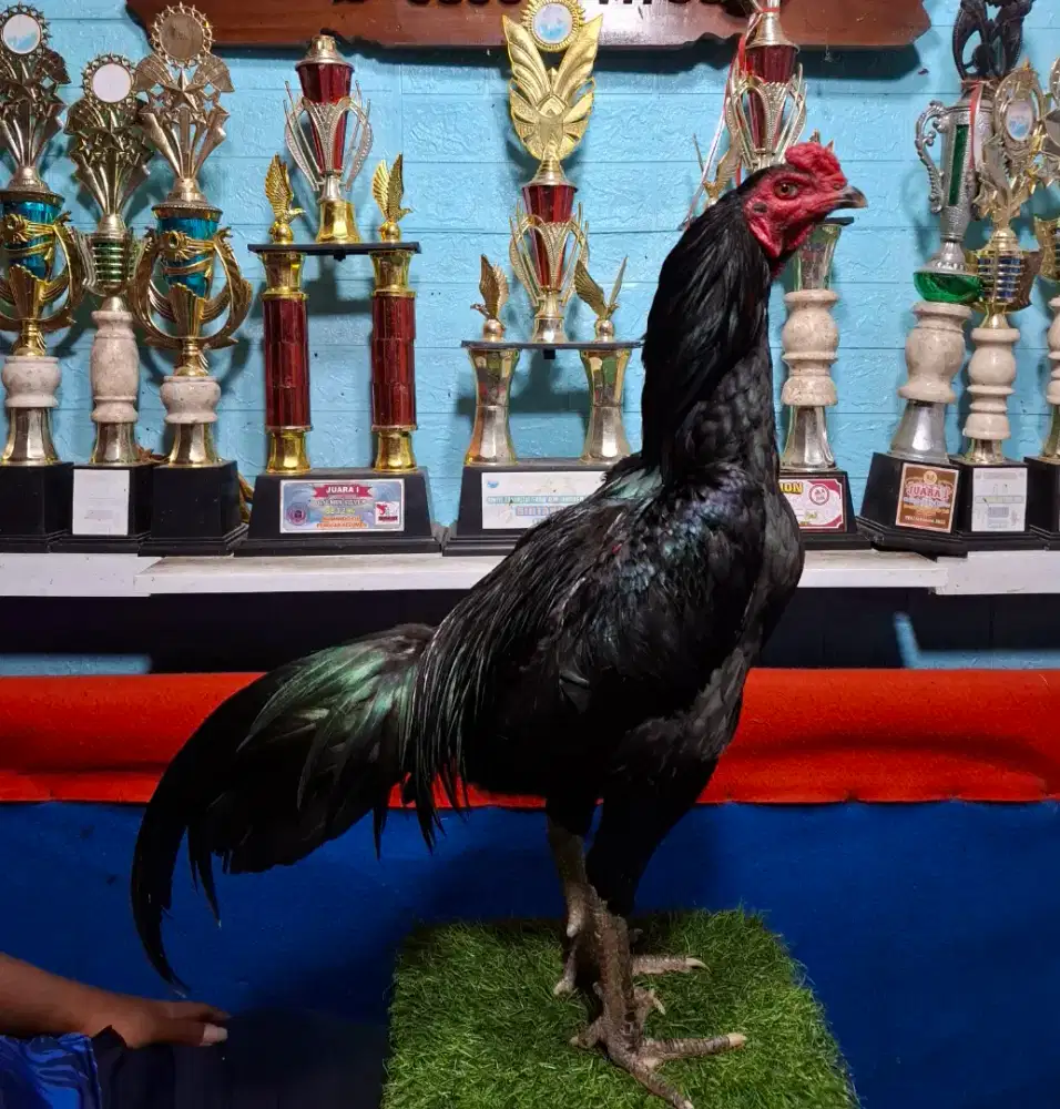 AYAM PAKHOY AYAM MANGON AYAM PAMA AYAM BANGKOK