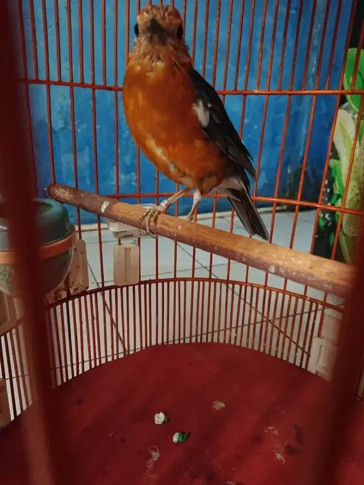 Anis merah jantan ring bali