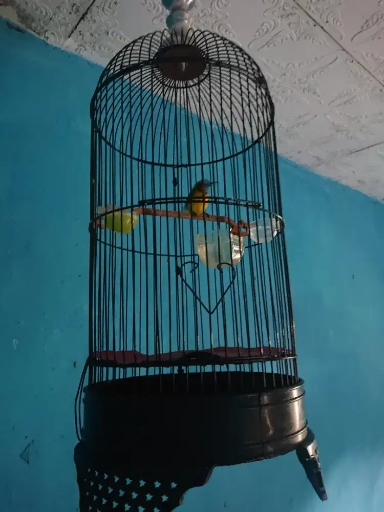 Sogon tropis rajin bunyi fs tt  bs