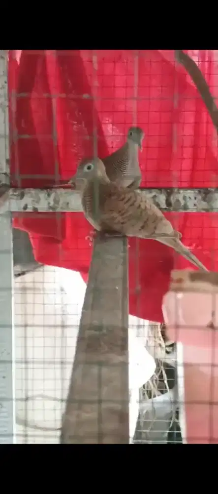 Sepasang PERKUTUT UDAN MAS katuranggan kalung tepuk istimewa langka