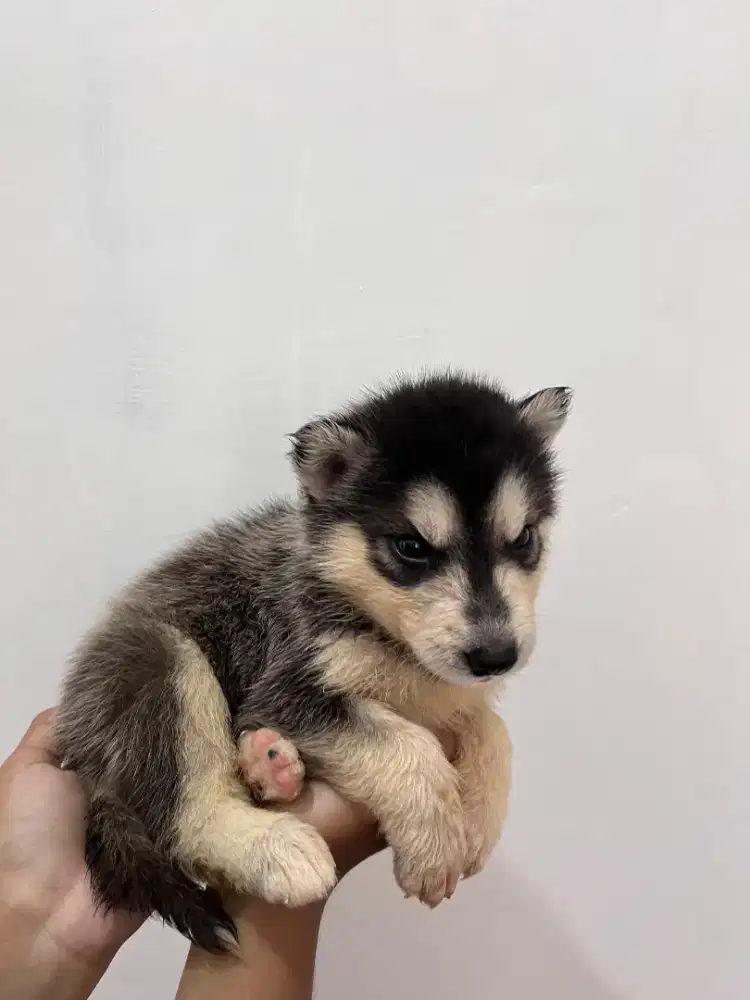 Siberian husky jantan black