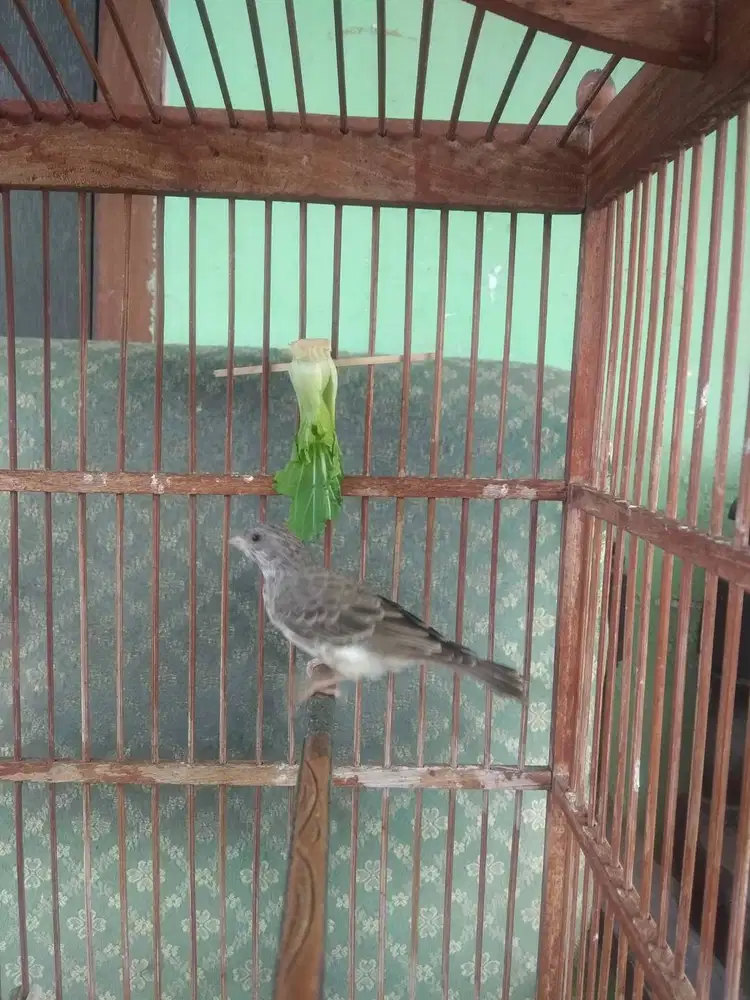 Burung sanger betina siapan ternak