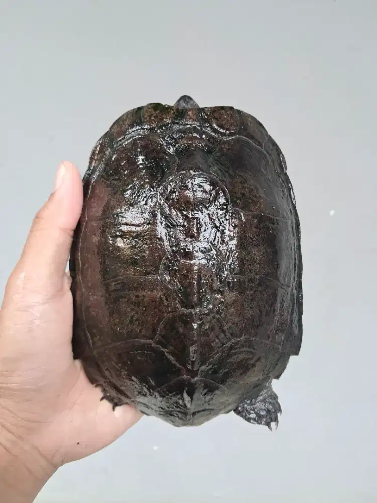 Kura kura ambon dan piput / pipi putih jantan, bukan kura brazil