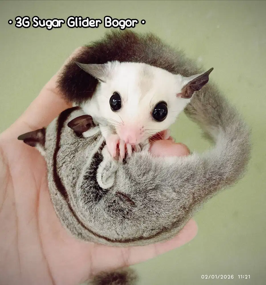 Sepasang Joey Sugar Glider Platinum dan Grey het Leu