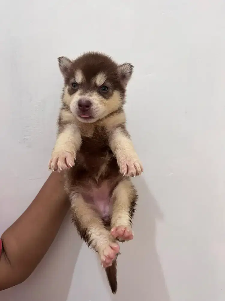 Siberian husky red betina