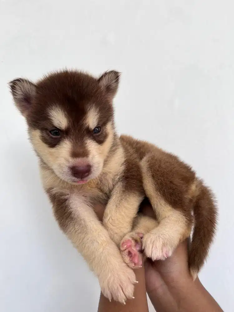 PUPPY HUSKY BETINA
