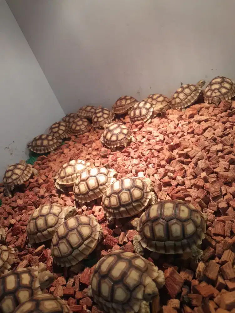 Anakan sulcata 7cm