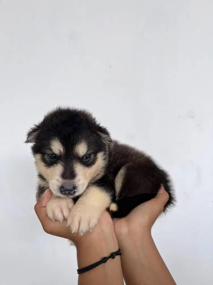 PUPPY HUSKY JANTAN