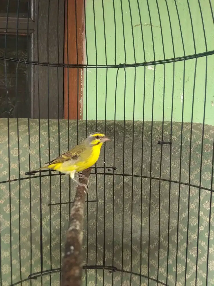 Burung Mozambik gacor