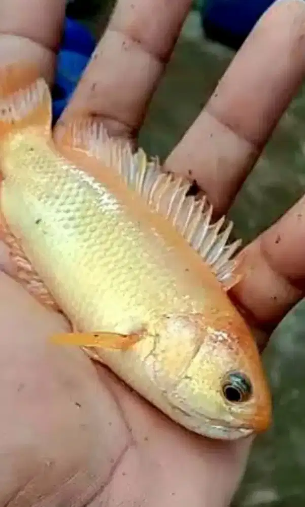 Anabas Gold (Betok Albino)