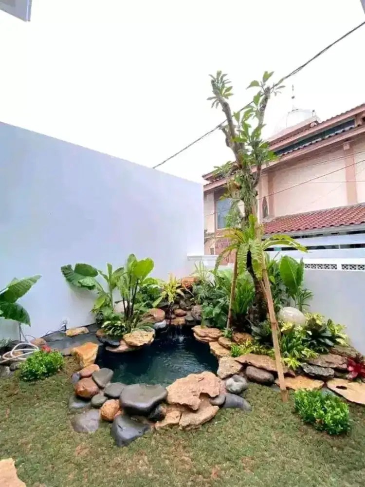 Jual rumput hias gajah mini