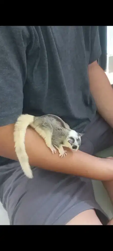 Sugar Glider jantan