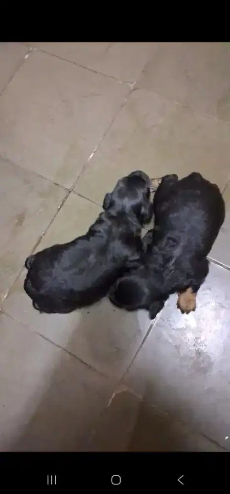 Poodle jantan 100% pure poodle