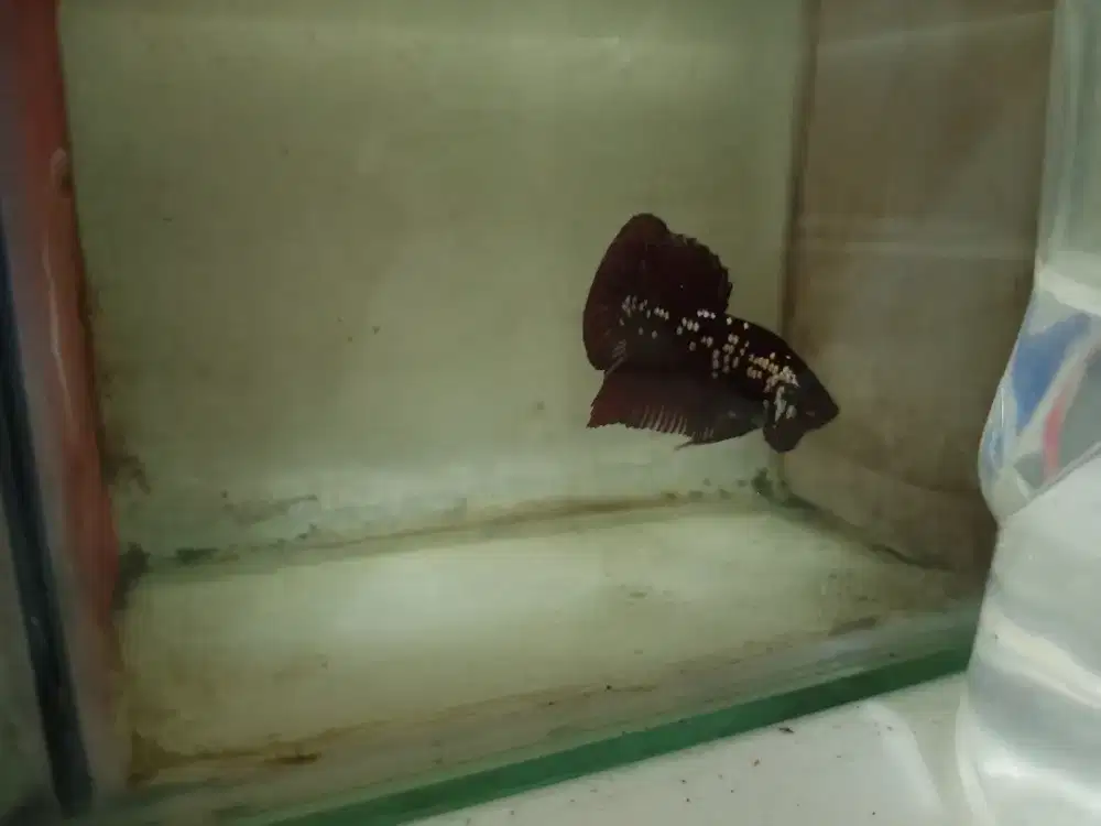 Jual tiga ekor ikan cupang mewah.borong