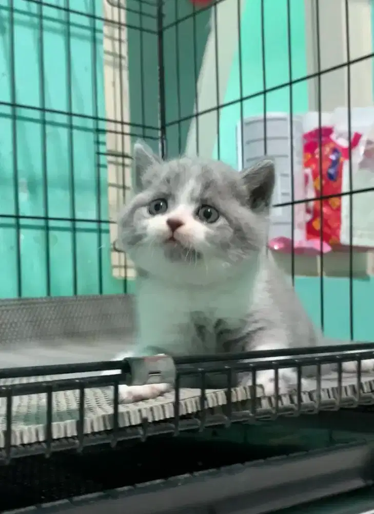 BSH BRITISH SHORTHAIR BICOLOR BLUE