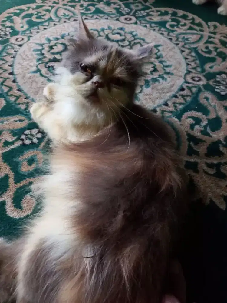 Kucing flatnose betina