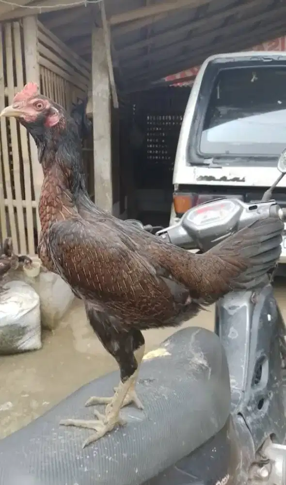 Ayam Biang Pama