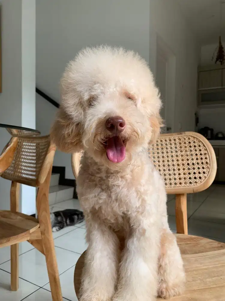 Lepas adopt, poodle jantan 1 thn 4 bulan