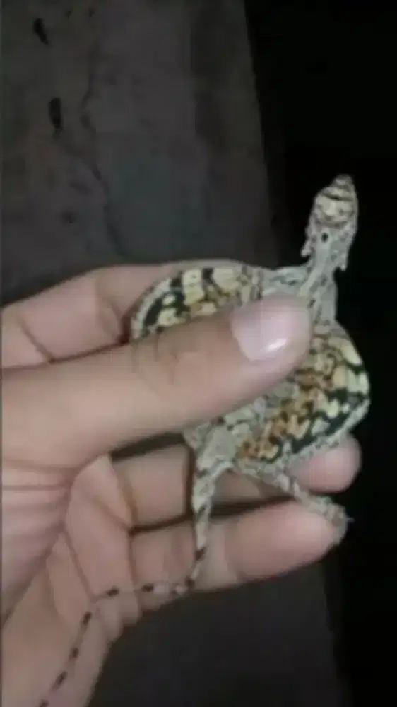 Draco volans per 5 ekor