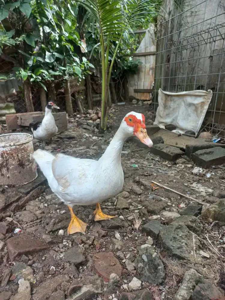 Di jual Bebek Entok Rambon siap produksi