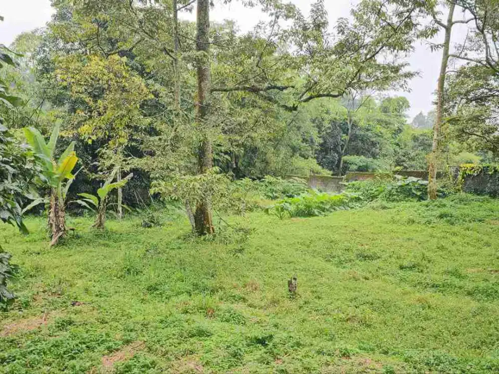 Jual Kebun Durian Produktif Di Bogor