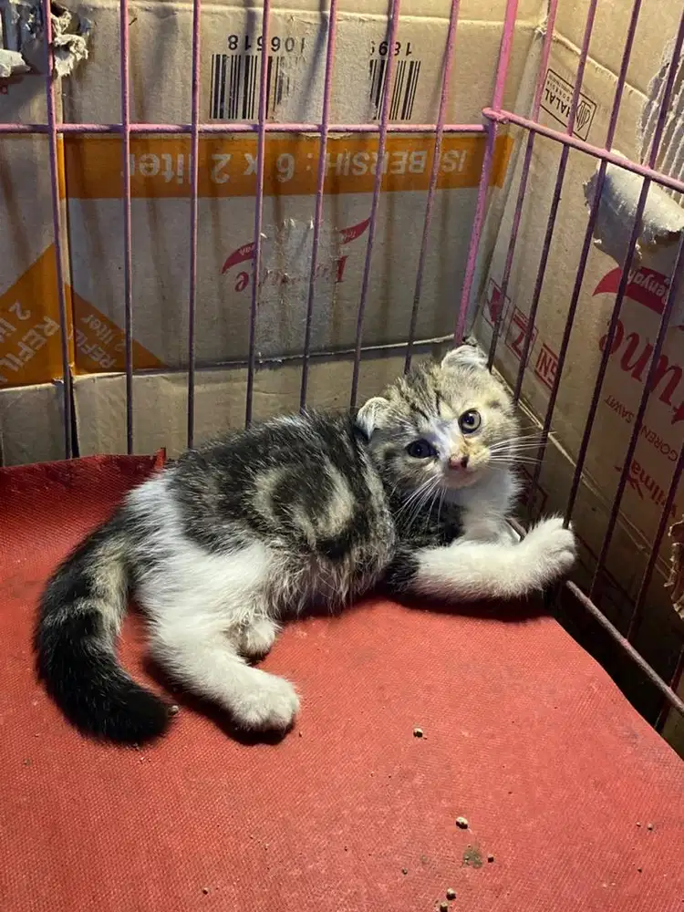 Kucing bsh siap adopt