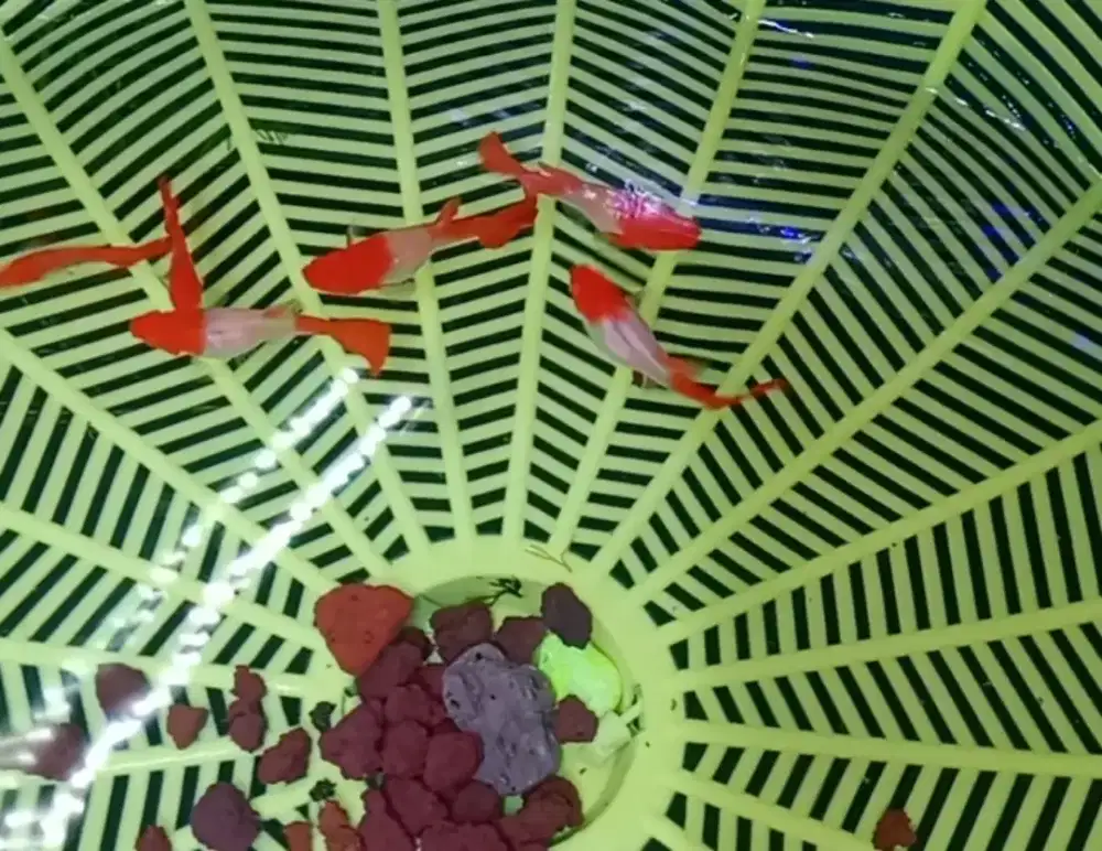 Sepasang Guppy albino gen red ear