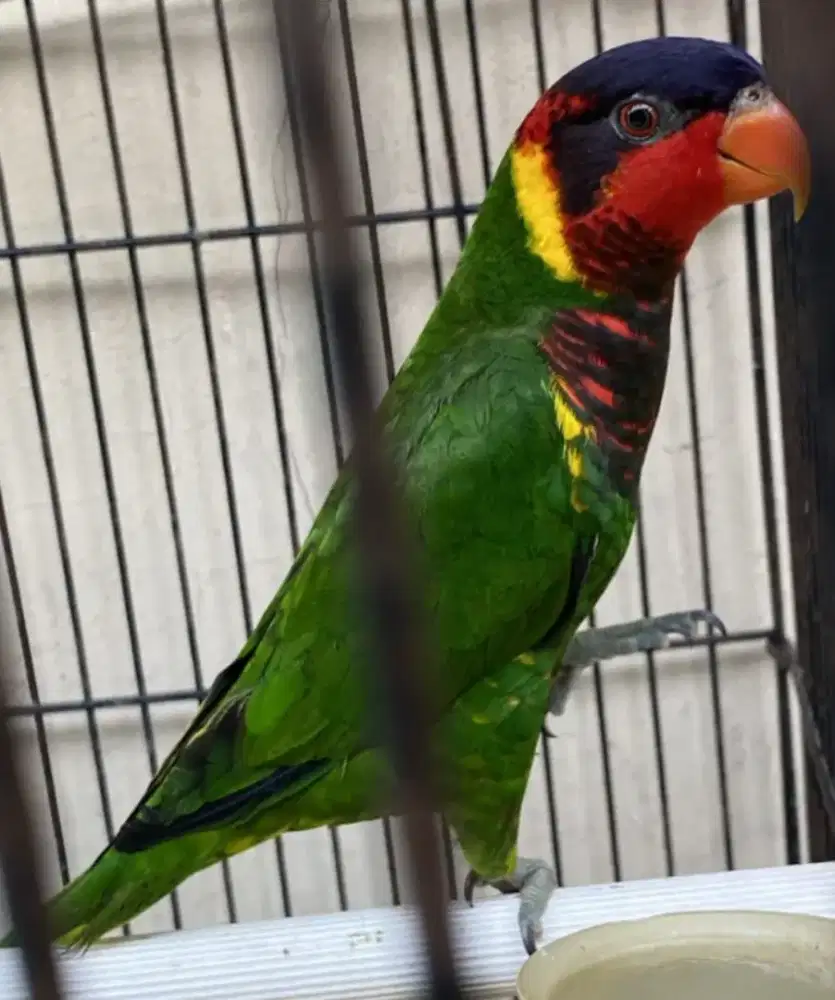 LOVEBIRD WARNA CANTIK 1,5 HARIAN BRSIK SEMI JINAK
