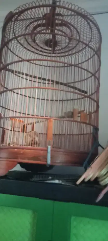 Kadang Burung Murai Big