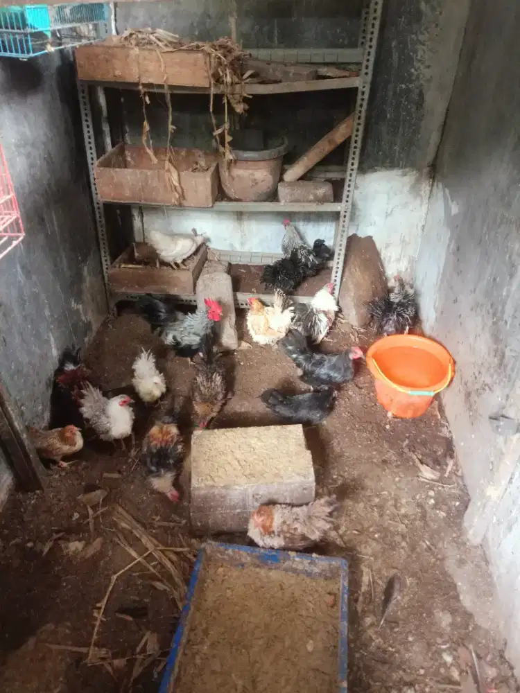 Jual ayam Kate borongan bulu walik & biasa