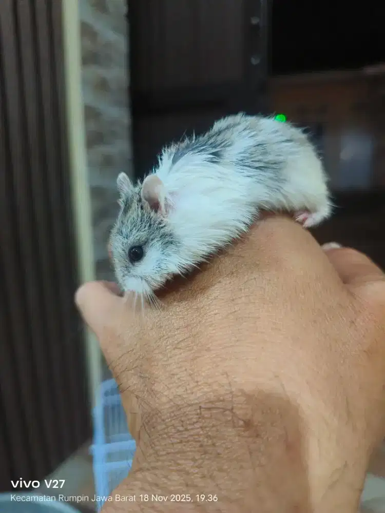 Hamster dan kandangnya