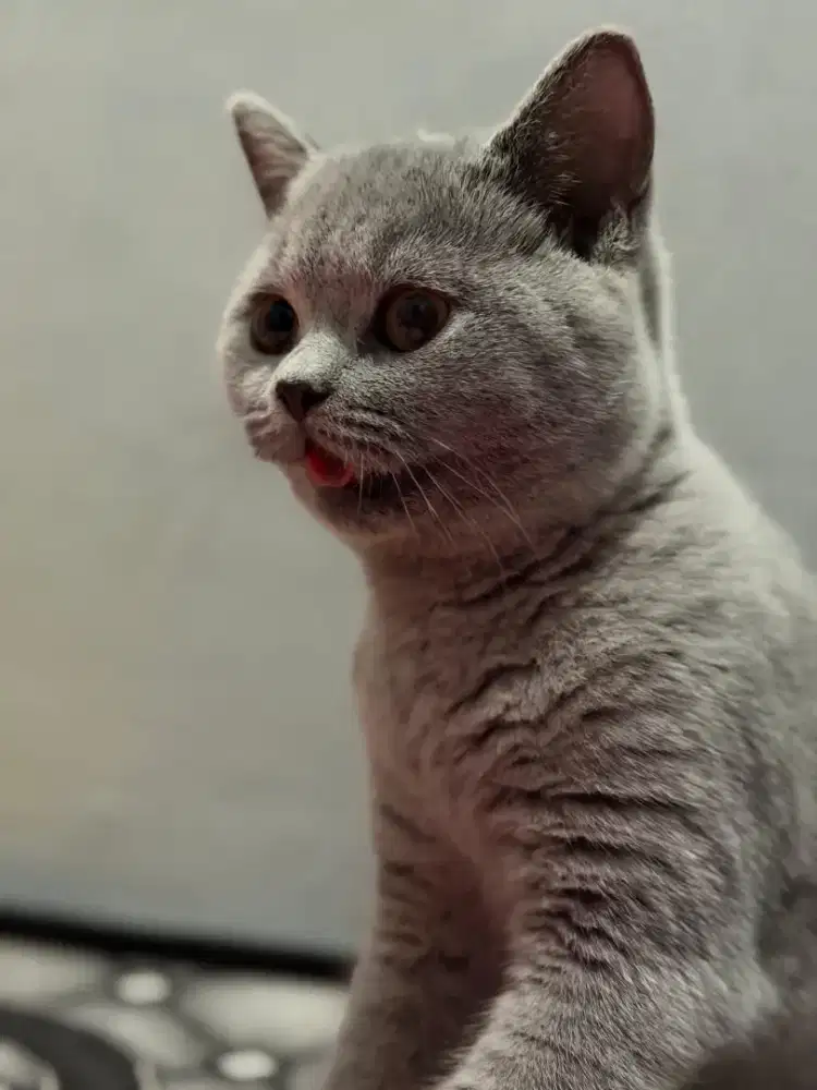 Kitten BSH (british shorthair)