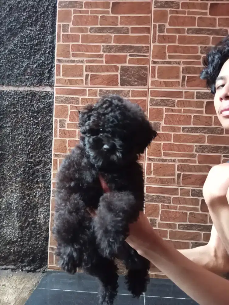 Poodle pappy mini & toy