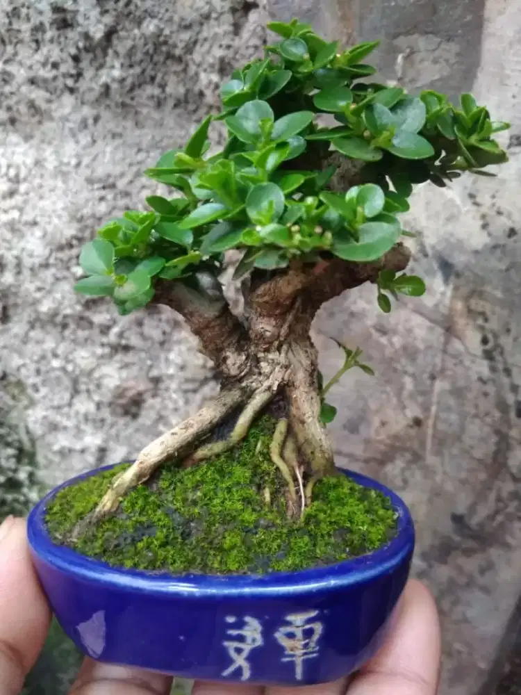 Bonsai Sancang SHITO Pot Keramik