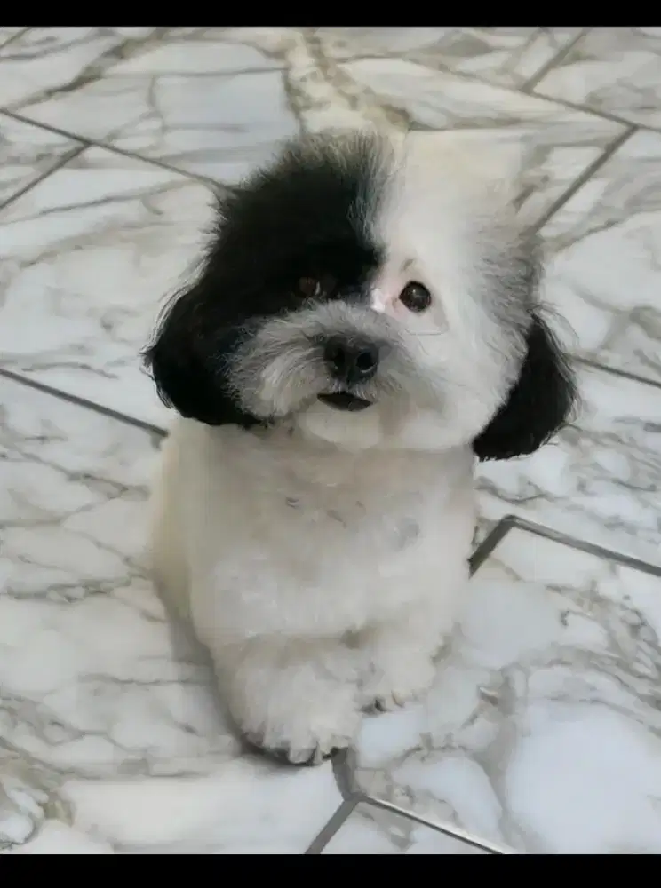 Tiny Poodle Female Parti