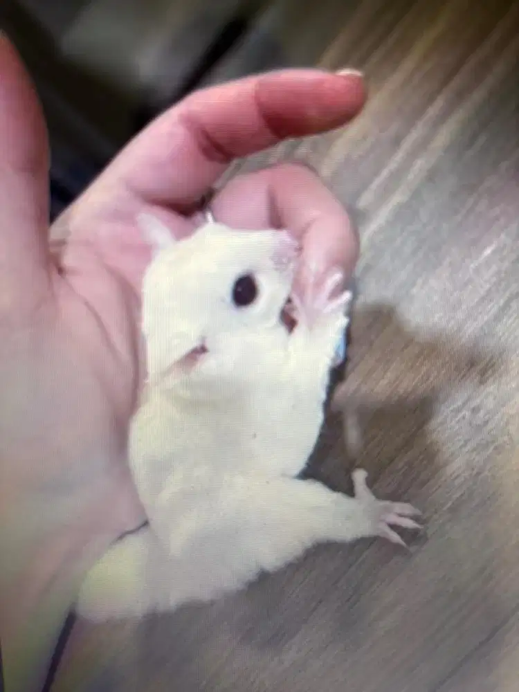 Sugar glider Ruby Leu