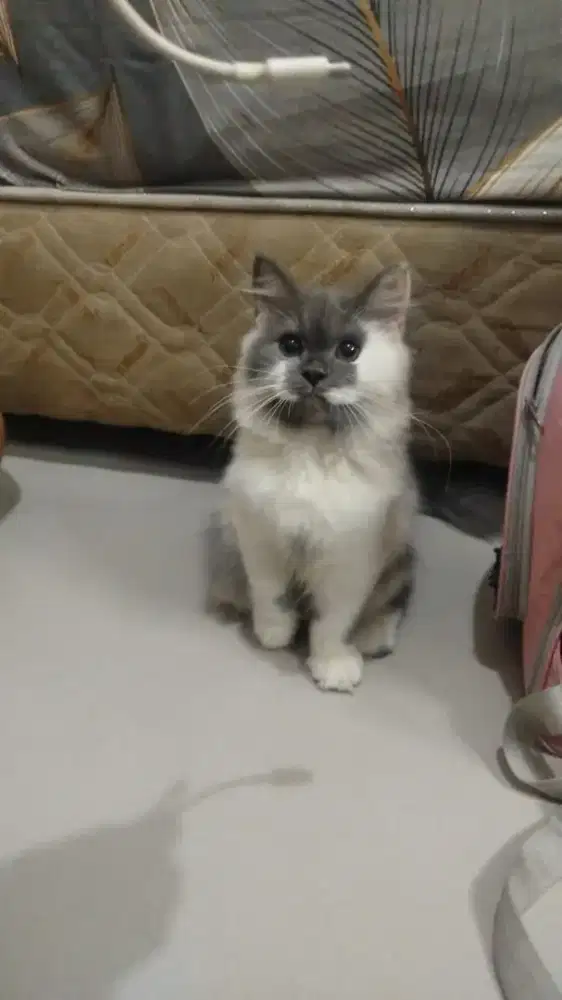 Kitten British Shorthair mix jantan