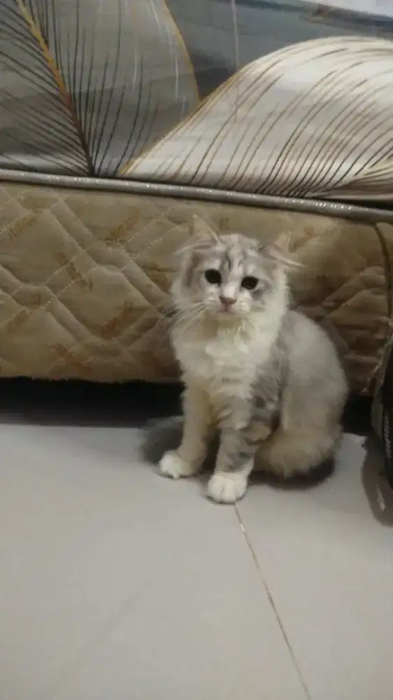 Kitten persia bigbon betina