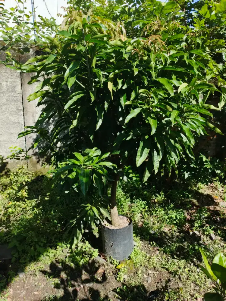 Mangga Mudenkao/ Mothienko