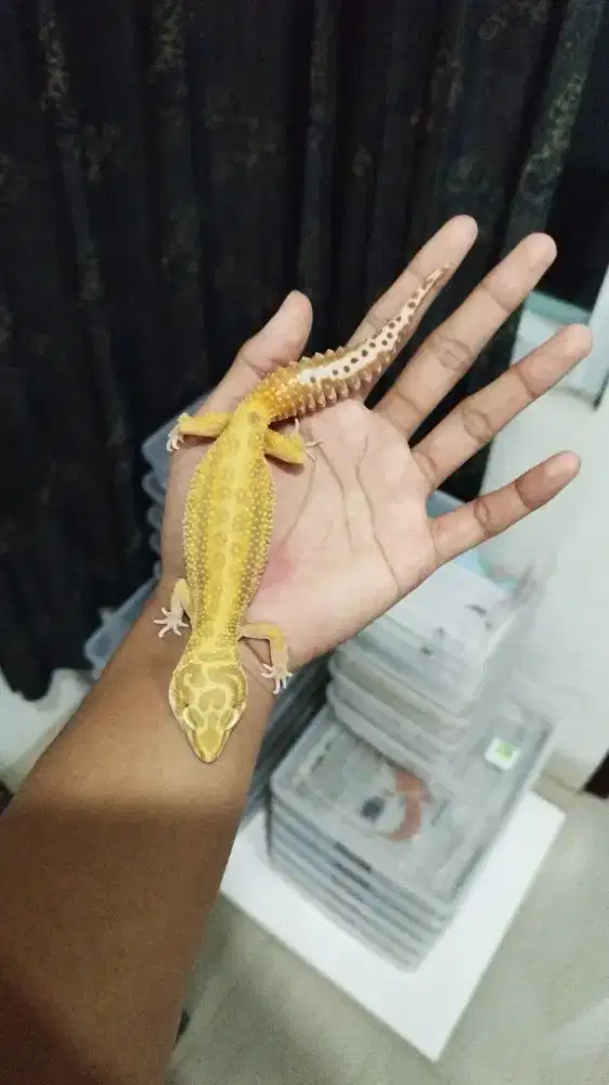 Gecko Female data aman