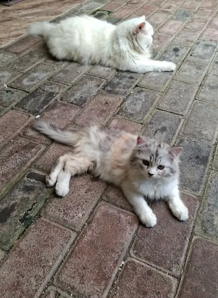 Kitten Persia Dilute Calico